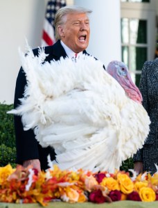 So far this week Trump has pardoned Corn, a turkey, and Michael Flynn, his disgraced former national security advisor. Photo: Kevin Deitsch/UPI/Bloomberg via Getty Images​