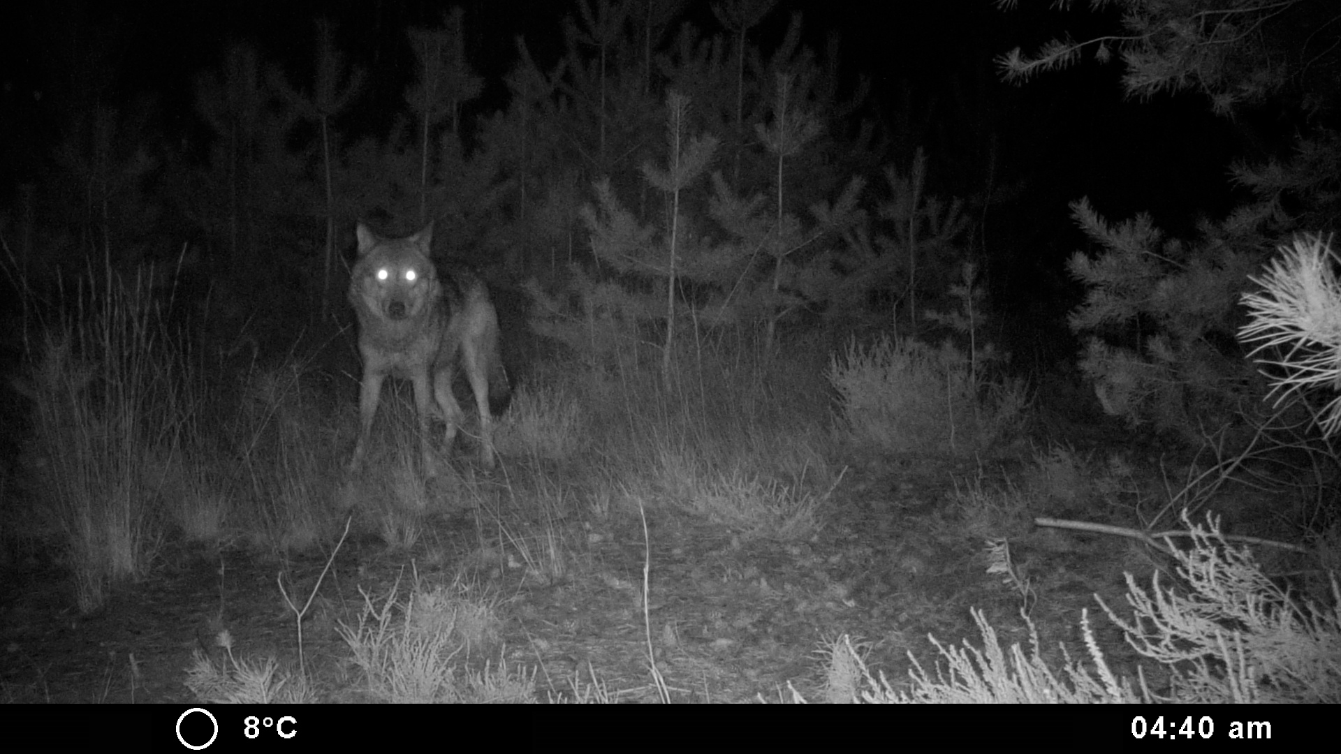 Naya de wolf op een bewakingscamera