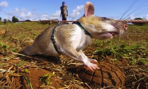 ​An African giant-pouched rat works on landmine detection.