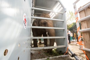 Kaavan, elephant, rescue