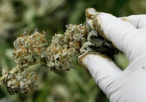 Employees trim green buds at the NUG cannabis company headquarters in Oakland, Calif., on Thursday, Jan. 23, 2020.