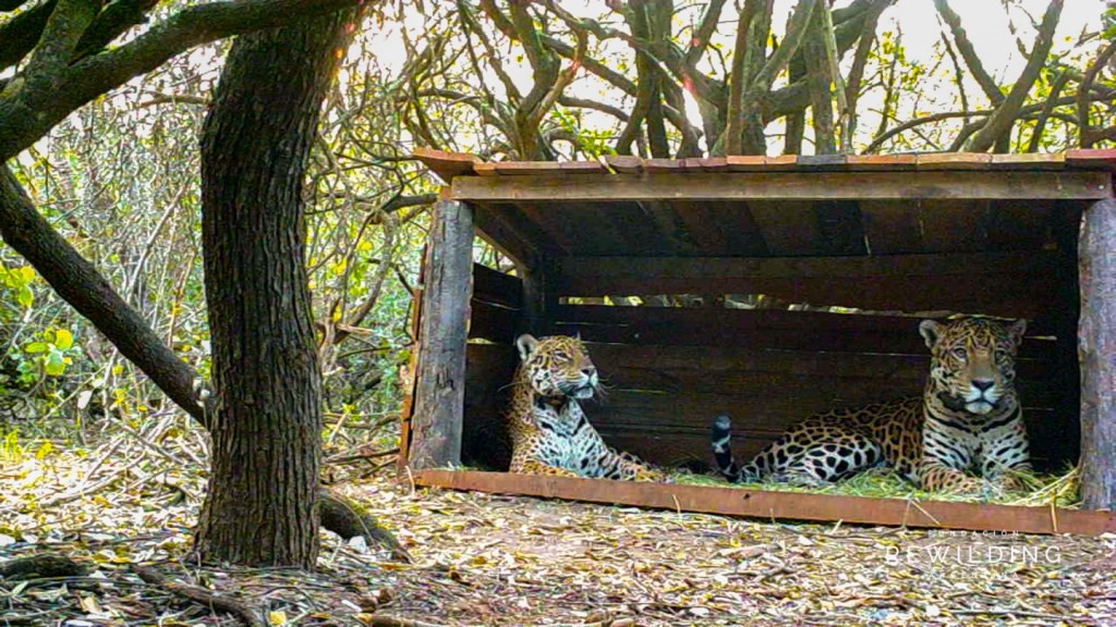 Tania and Qaramta​ hang out together in the Inpenetrable park in Argentina.