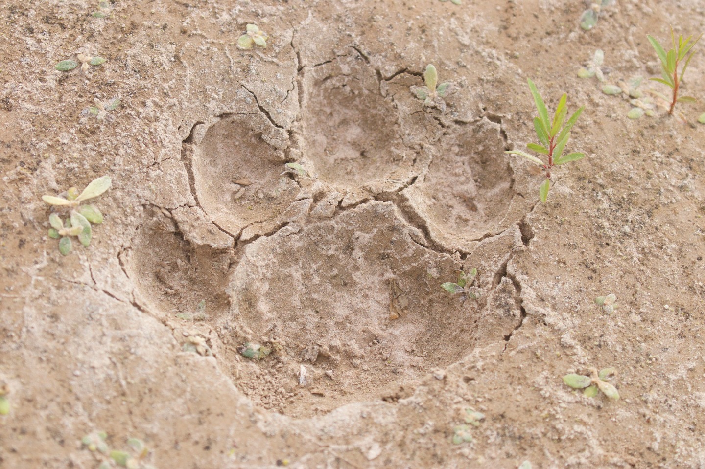 JaguarTracks_El Impenetrable_Gerardo Cerón_1_lr (1).jpg