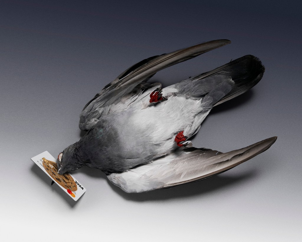 a dead pigeon with a credit card in its mouth