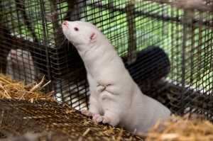 A mink at farmer Stig Sørensen's estate where all minks must be culled due to a government order on November 7, 2020 in Bording, Denmark