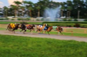 Greyhounds hitting the straightaway, August 2019