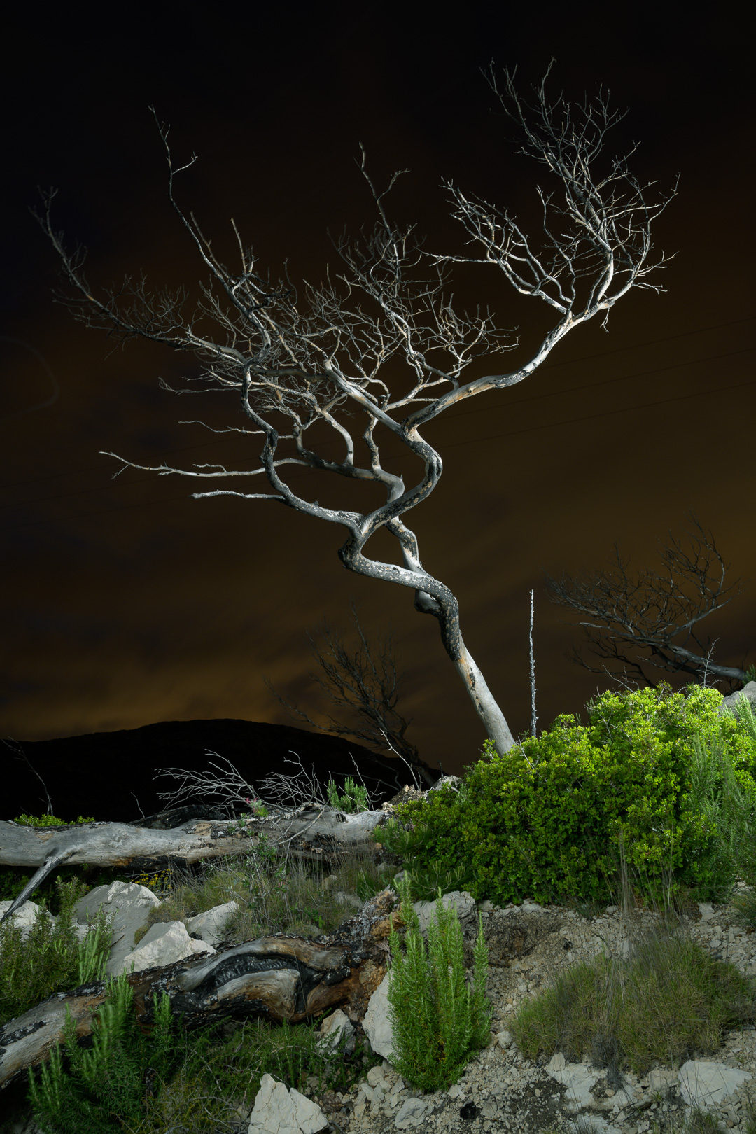 © Charles Xelot - Dead Tree (Changing Forests category winner).jpg