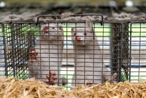 Minks at farmer Stig Sørensen's estate where all minks must be culled due to a government order on November 7, 2020 in Bording, Denmark. ​