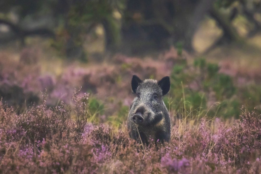 If You’re Eating Meat This Christmas, Eat Wild Boar