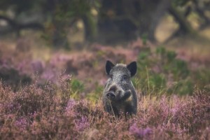 An image of a boar in the wild.