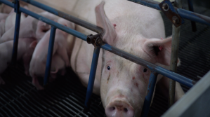 A pig on a factory farm in California.