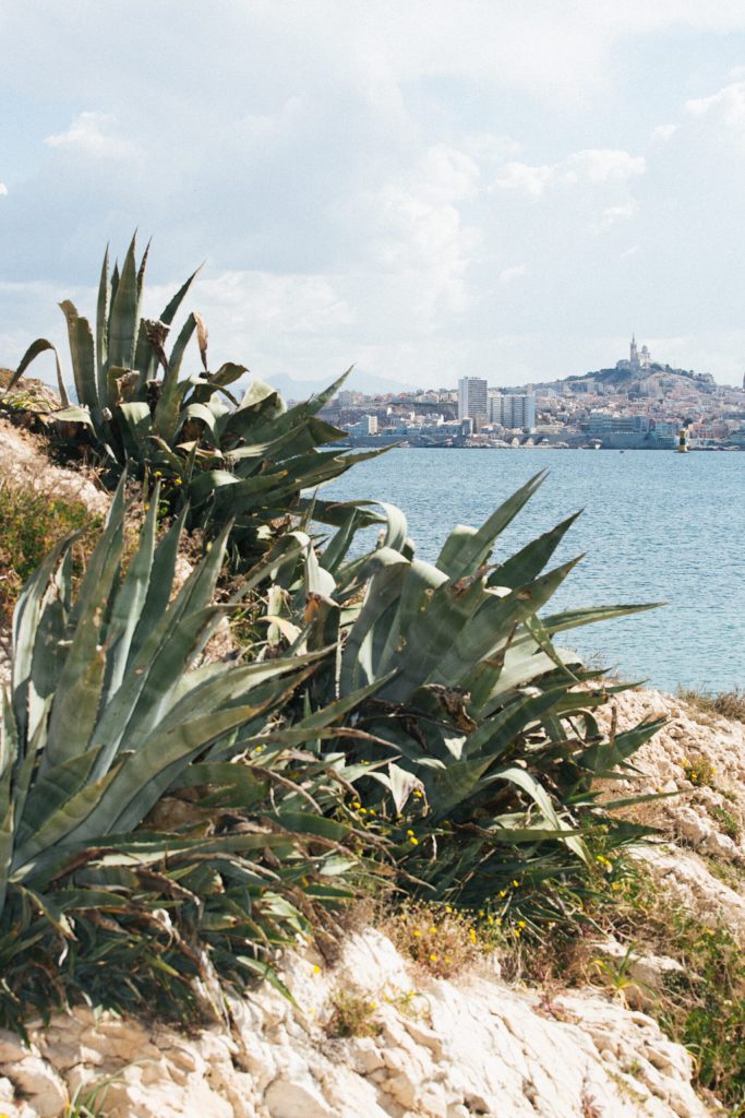 Agave Marseille