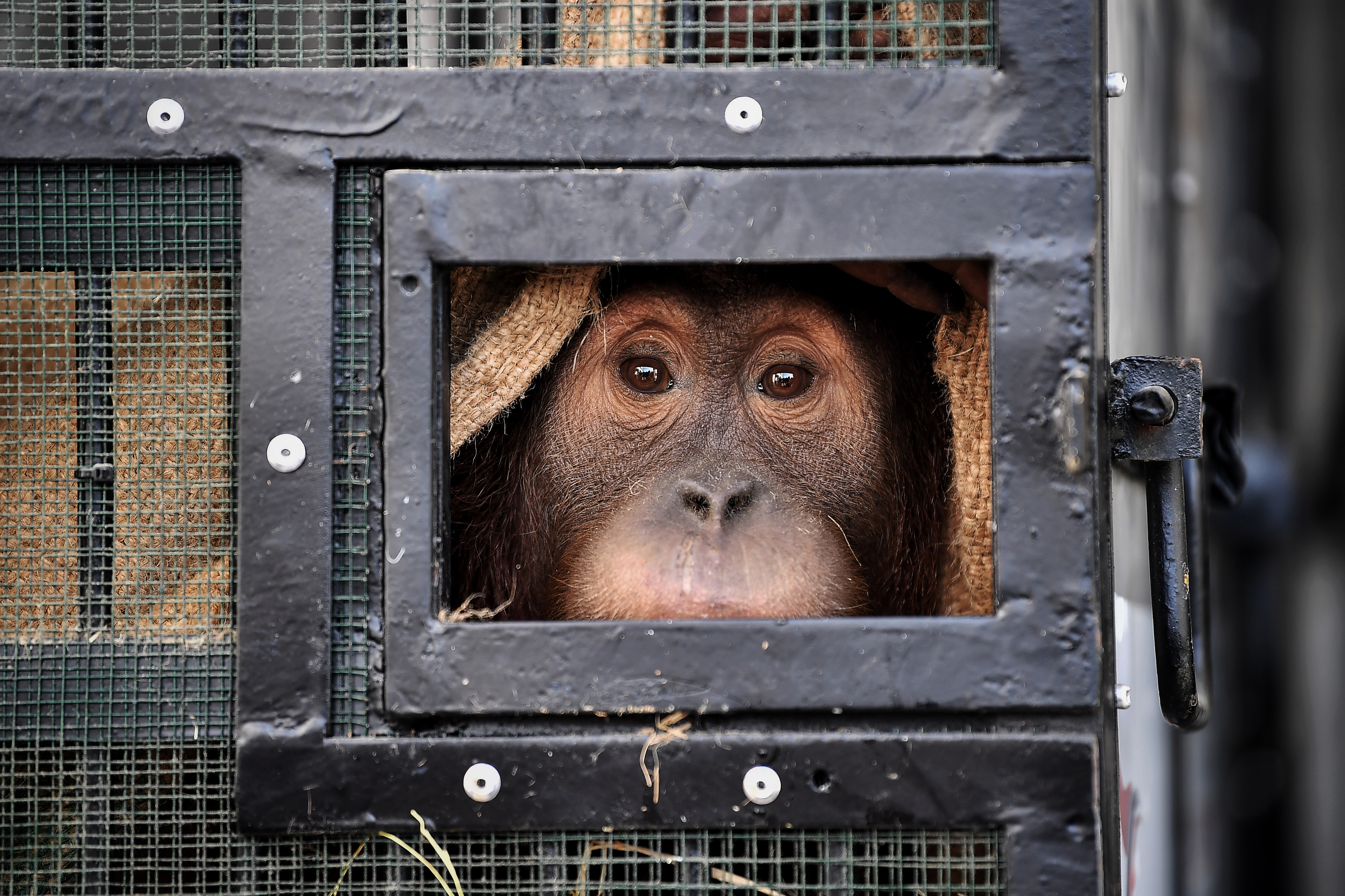 Orang utan Sumatra duduk di dalam kandang sebelum dipulangkan ke Indonesia.