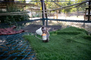 Thailand, animals, pandemic