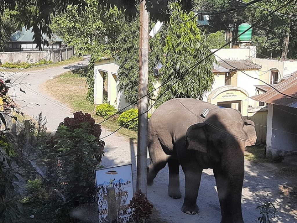 makuna, elephant, nepal, wildlife, conservation