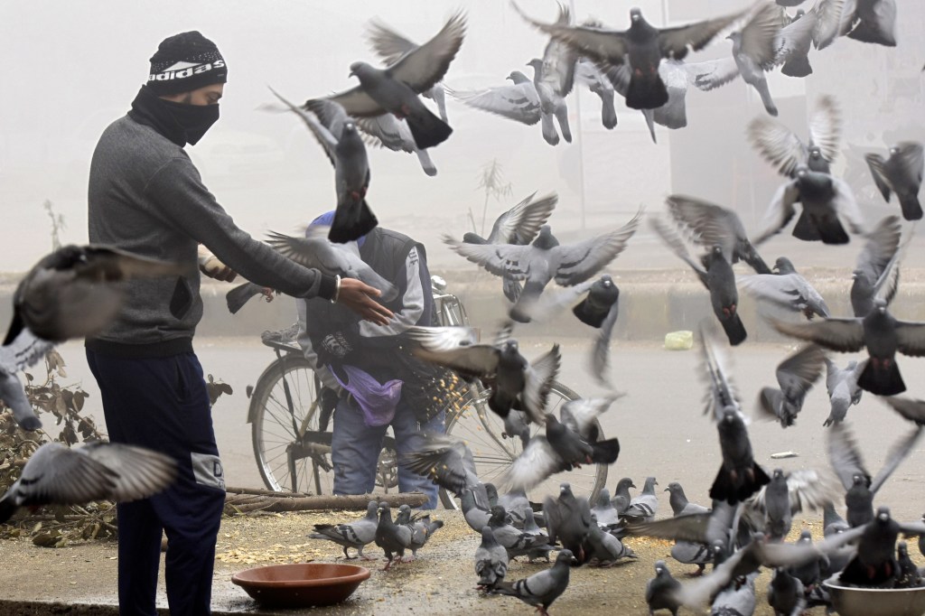 This Deadly Flu is Killing Thousands of Birds in India 1