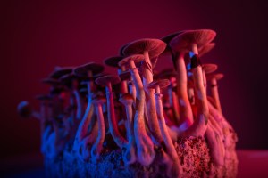 jamur psilocybin atau mag