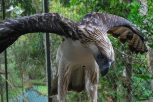 Philippine eagle