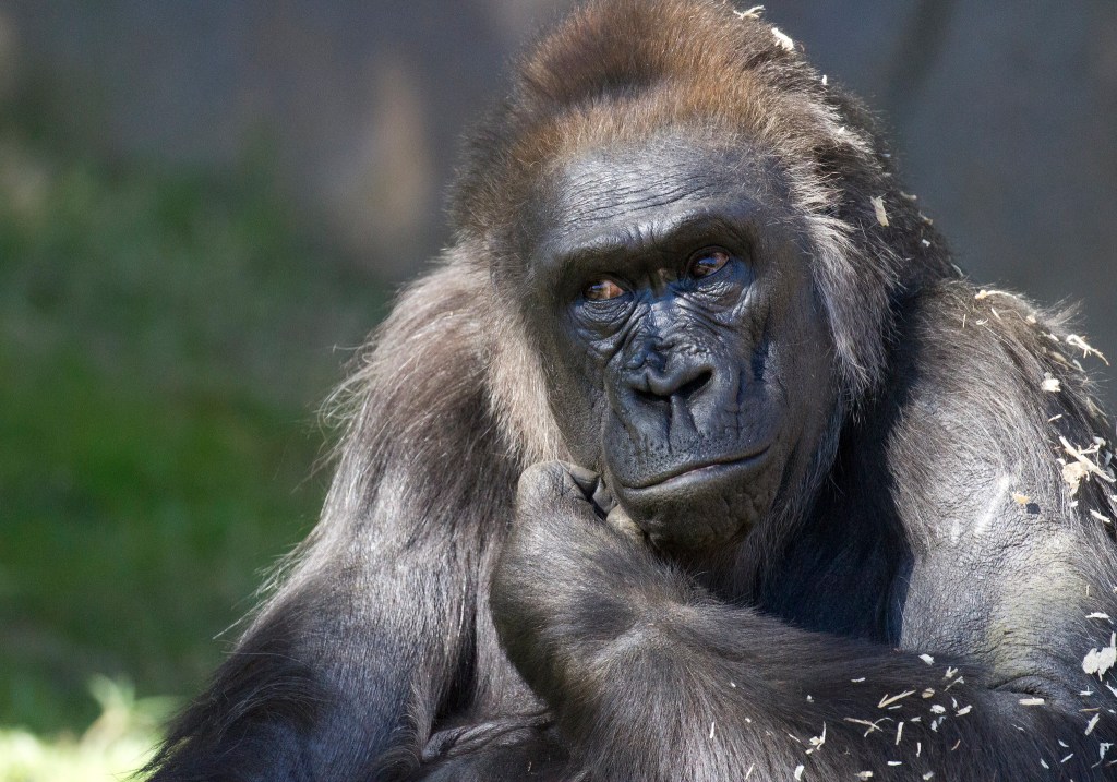 ​A gorilla at San Diego Zoo Safari Park. Image: Nathan Rupert