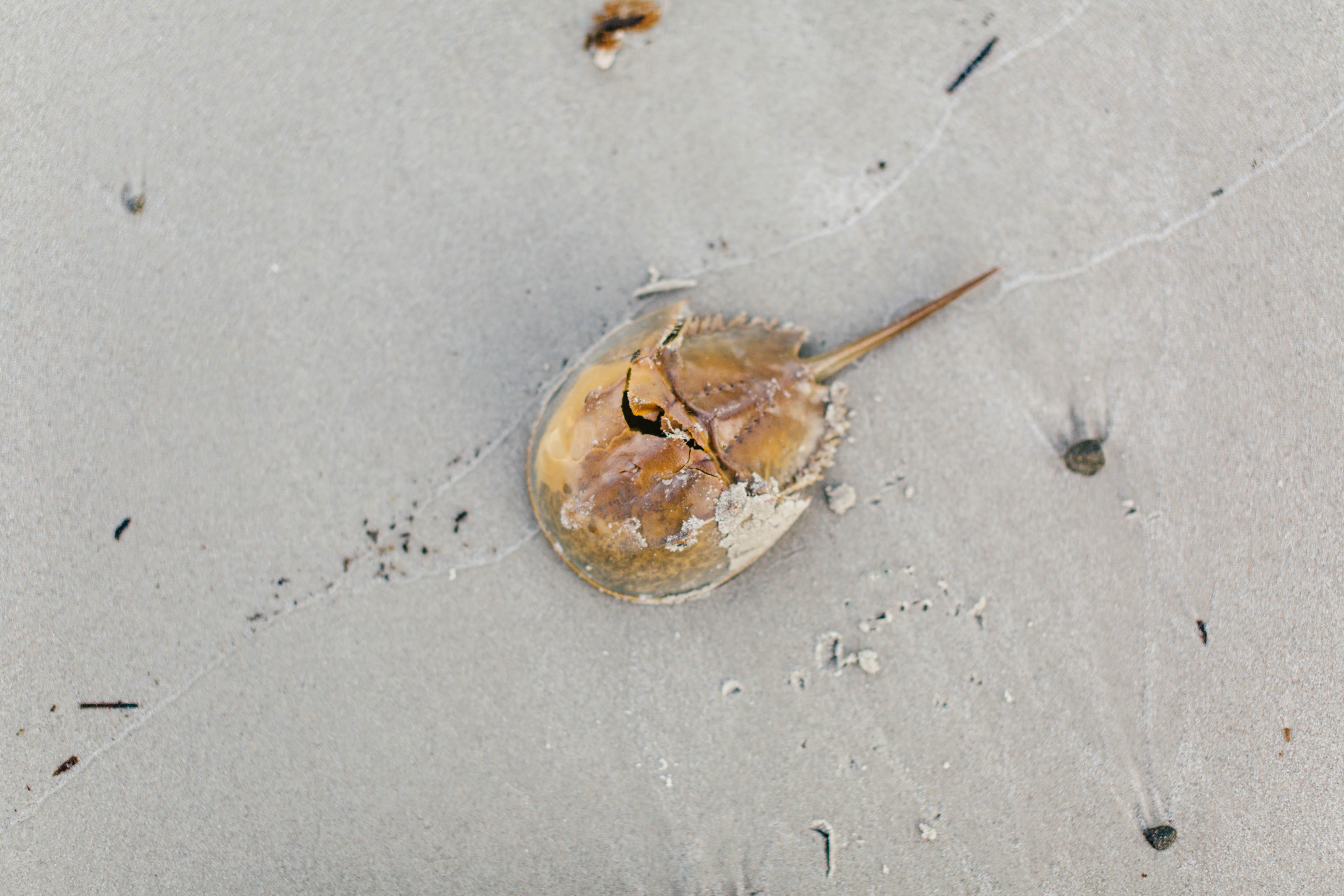 horseshoe crab blood, expensive liquid, limulus amebocyte lysate, LAL