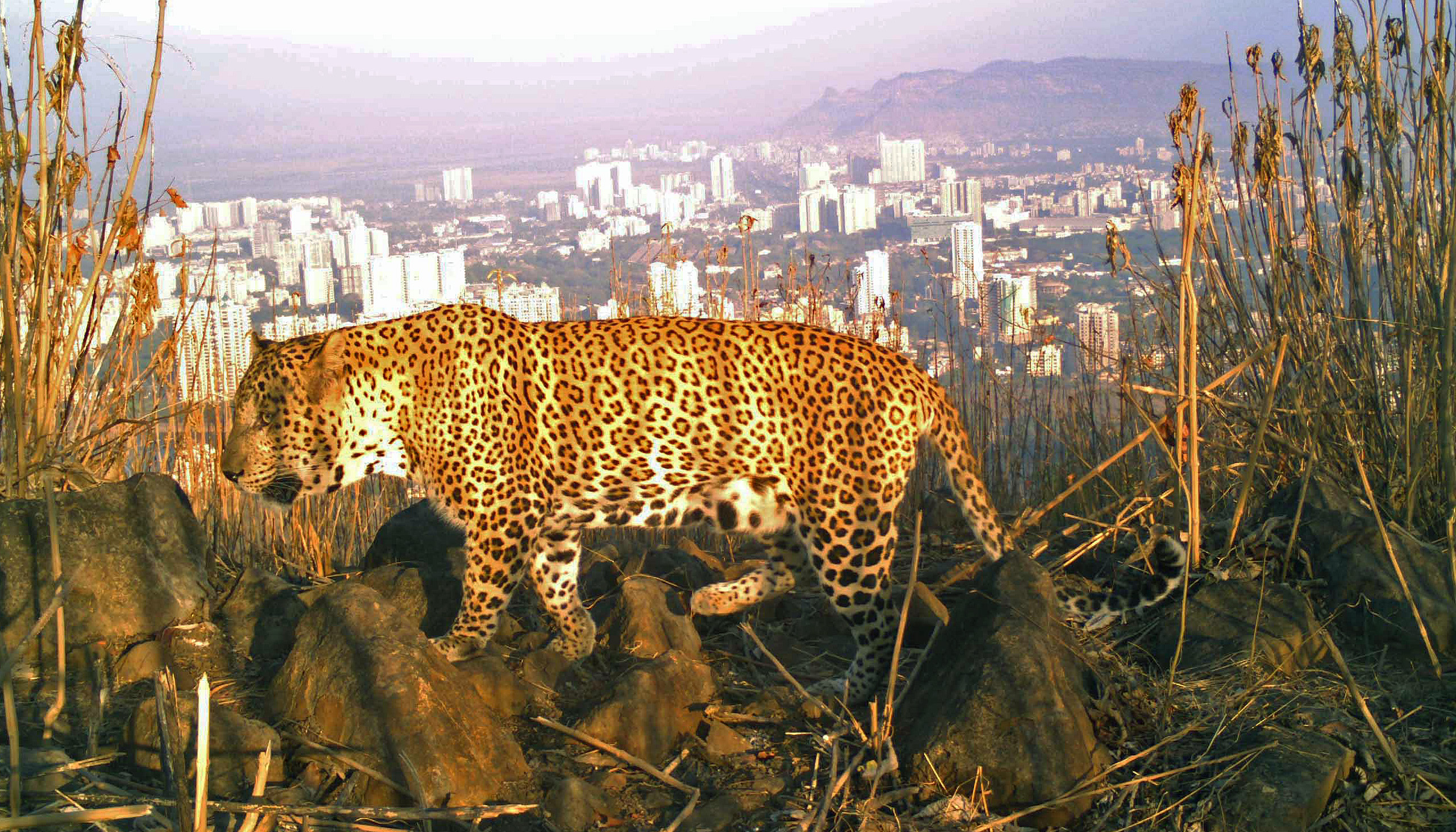 Ein Leopard streift auf einer Anhöhe vor der indischen Metropole Mumbai durch das Dickicht