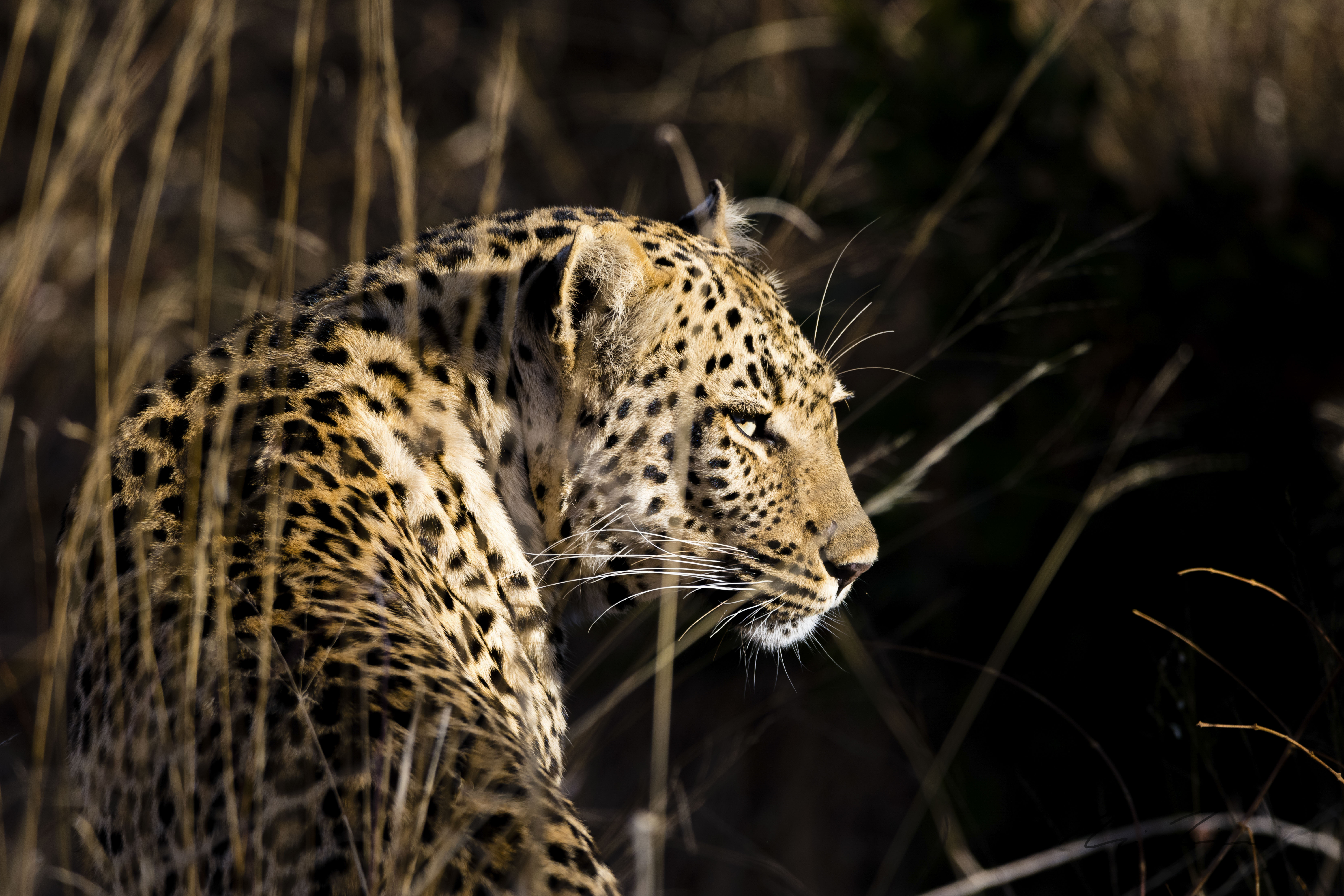 Eine Leopardin blickt im Morgenlicht in die Ferne