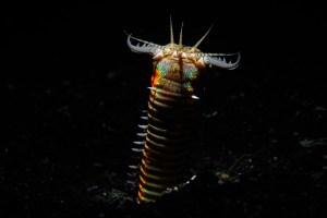 ​A modern Bobbit worm. Image: kanyhun/ Imazins via Getty