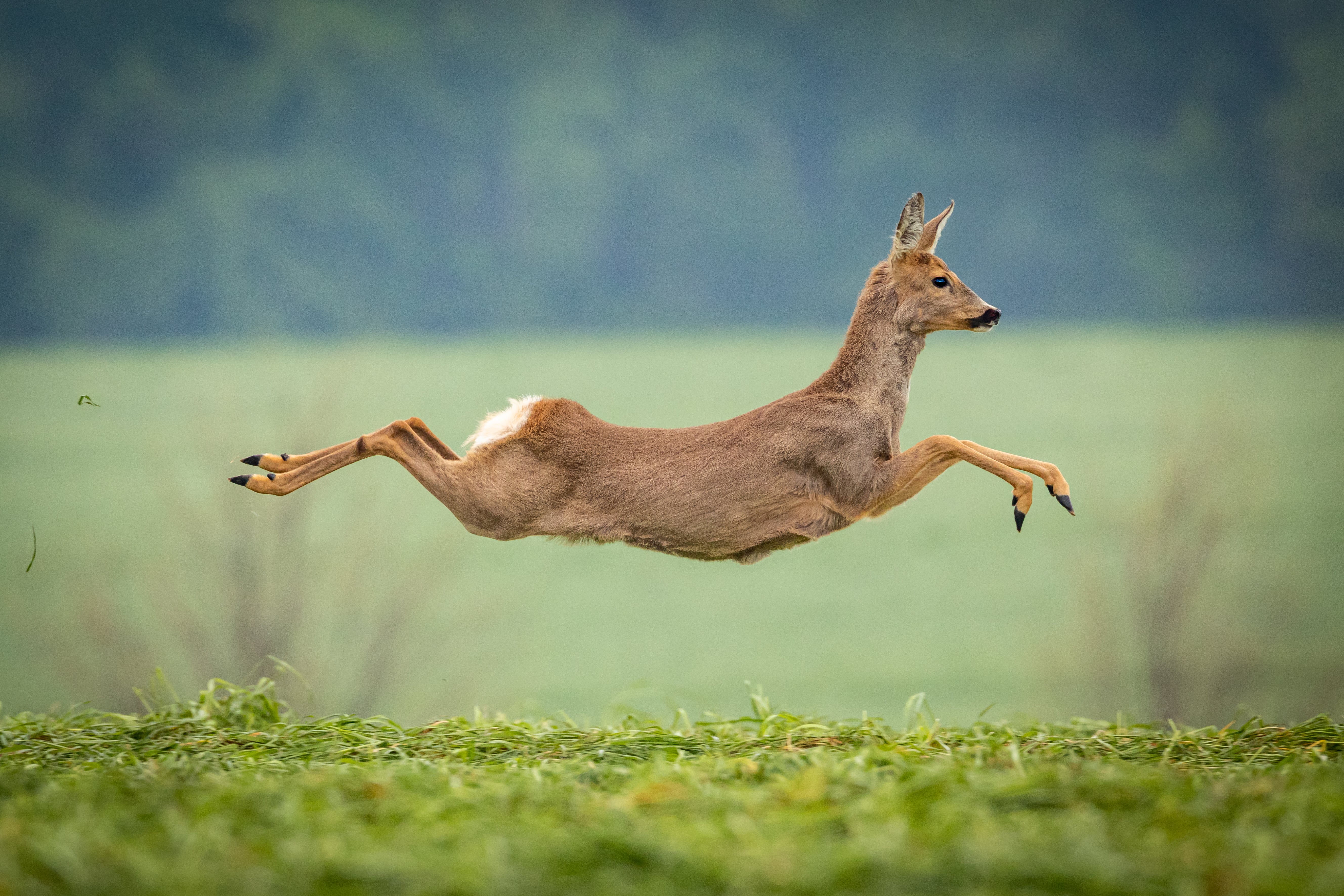 Ein Reh springt wie wildgeworden über ein abgemähtes Feld