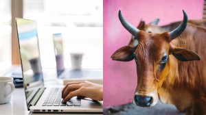 Foto ilustrasi laptop dan sapi