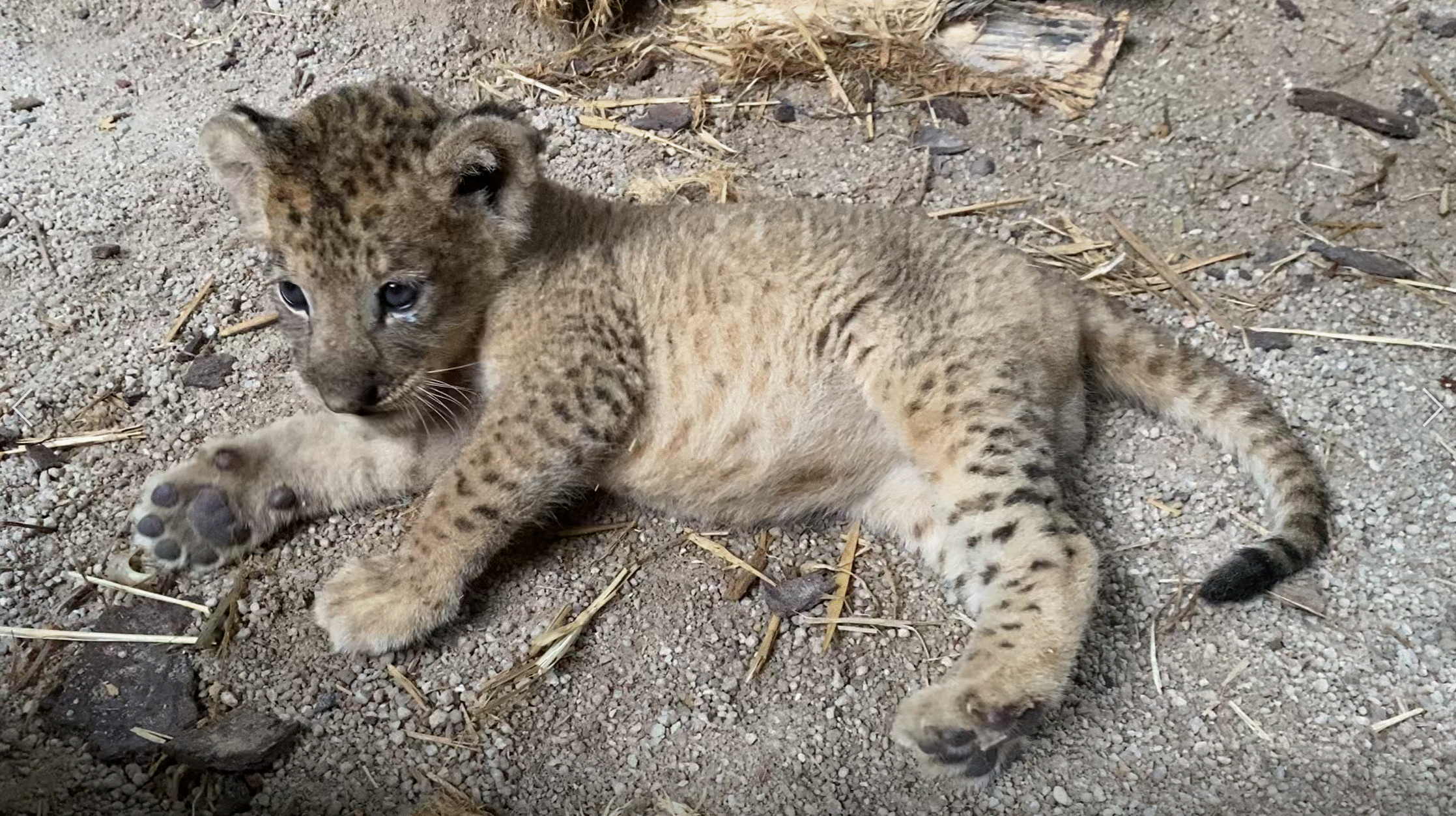 simba, mufasa, african lion, cub, singapore