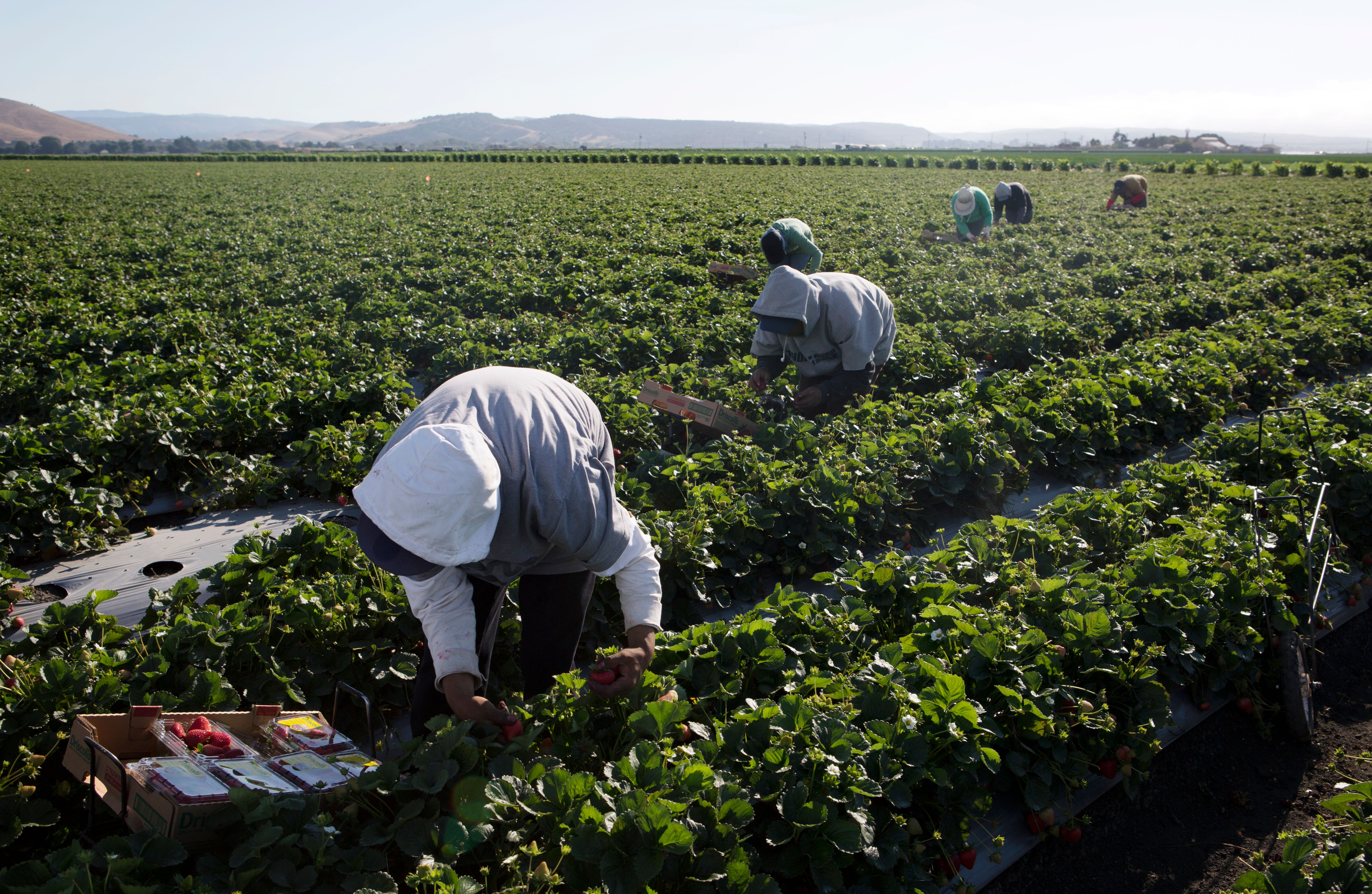 Farmworkers pick strawberries in Salinas, California.