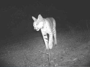 Un gato montés cerca del muro fronterizo