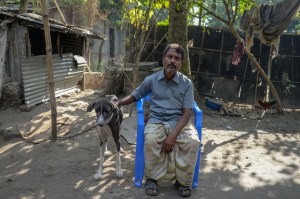 sarail hounds, brothers, bangladesh, rabidas, dog