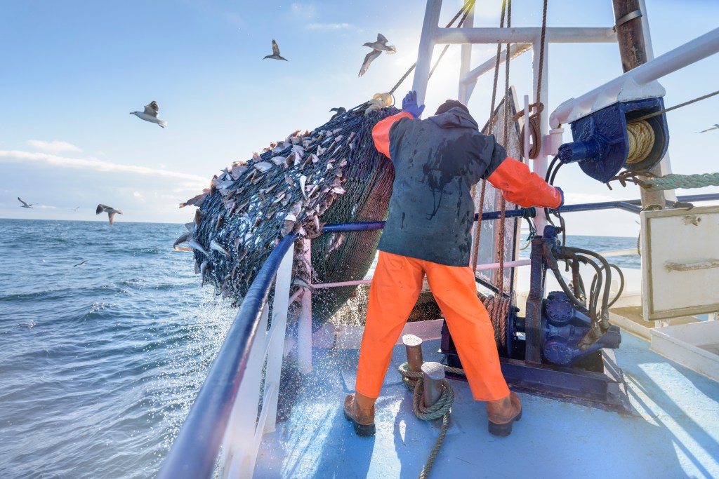 ​A stock photo of a fisherman emptying a new full of fish on a trawler.