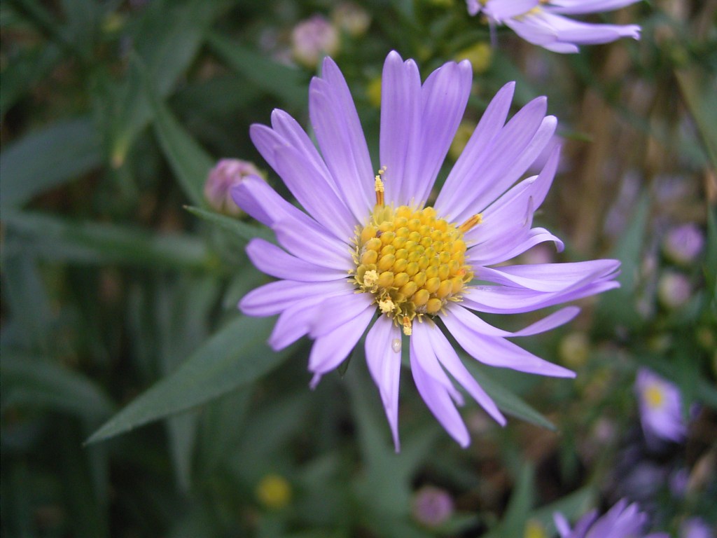 Michaelmas daisy