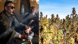 Afghanistan: A Cannabis Fortress.