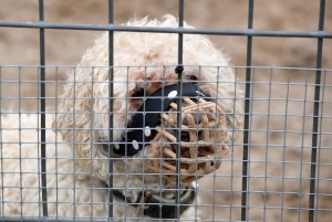 Weed Could Make Dogs Less Aggressive to Humans