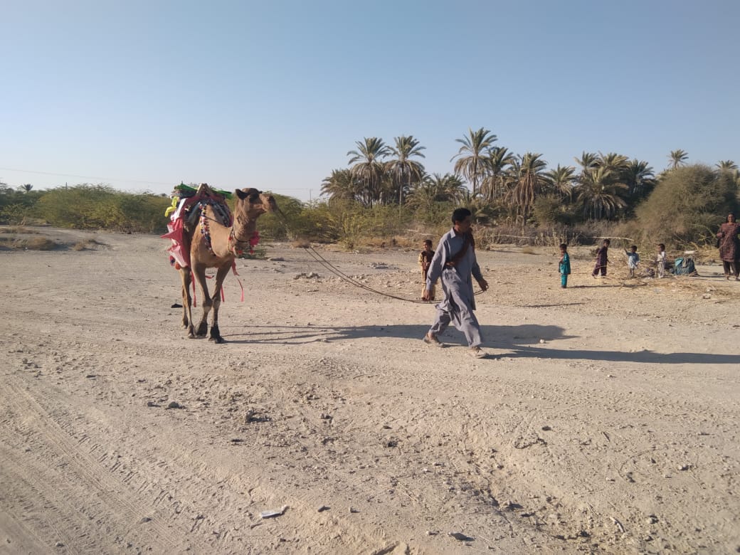 camel library bringing books to children in Balochistan