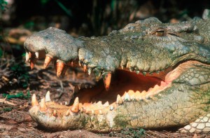 saltwater crocodile