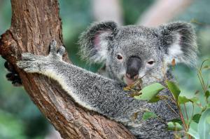 environmental policies, koalas, australia, wildlife, extinction