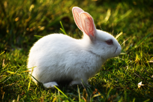 Philippines, rabbit