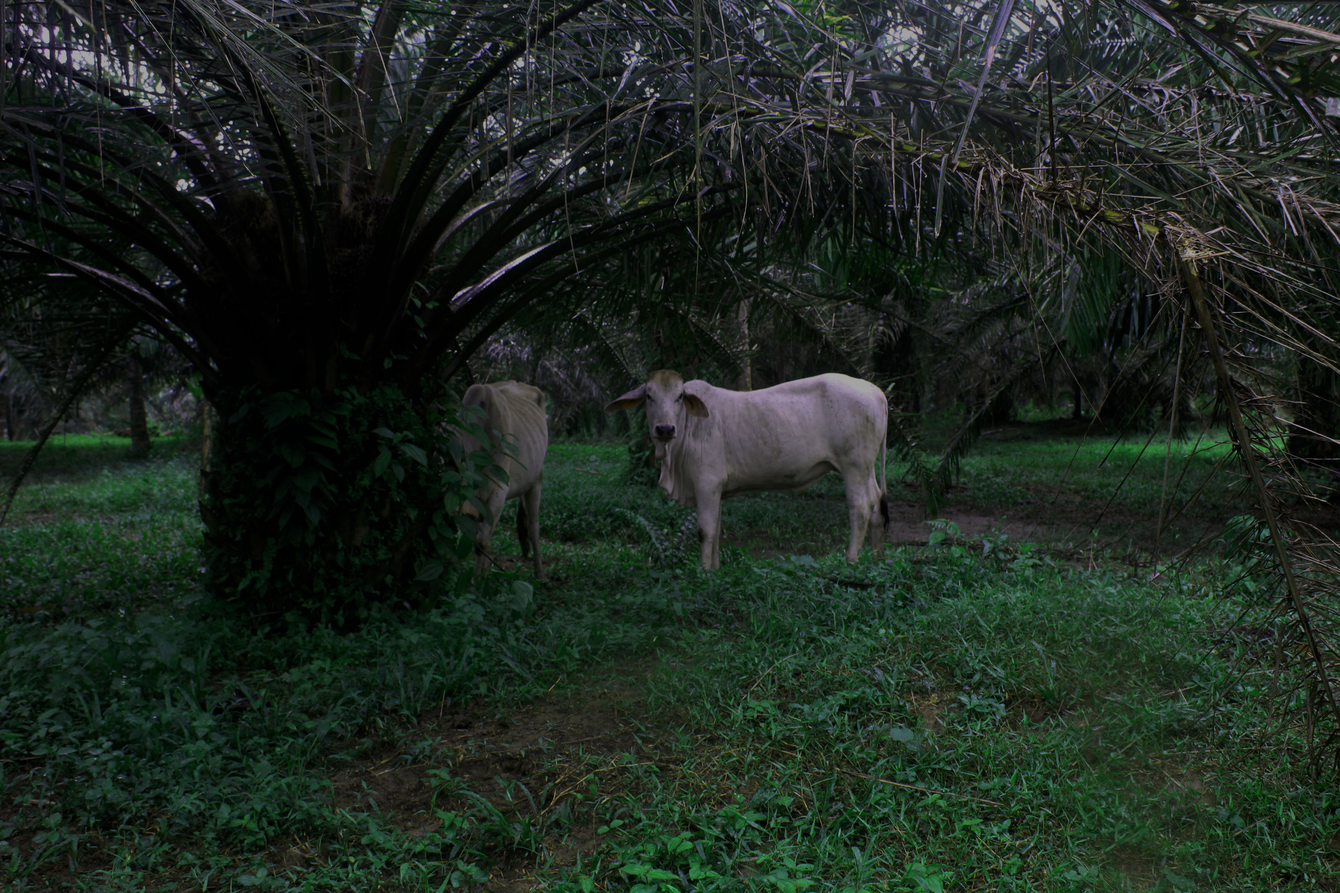 Cows - livestocks.jpg