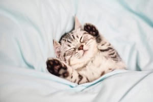 kitten taking a nice relaxing nap