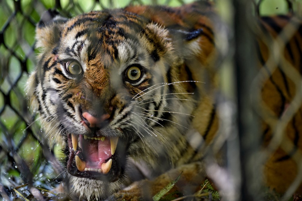 Sumatran tiger