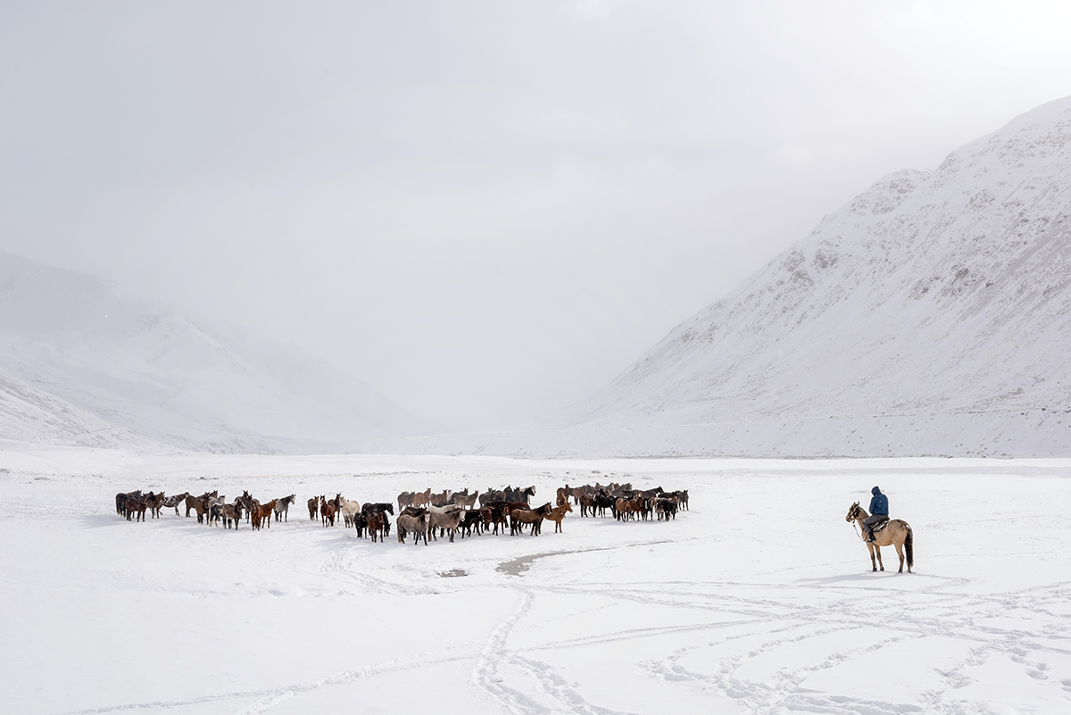 Cavalli nella neve in Kirghizistan