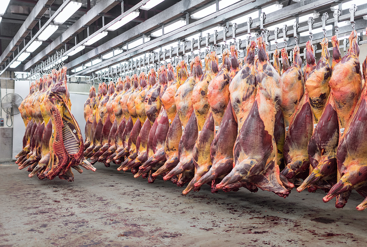 Carne di cavallo in un mattatoio, in Canada