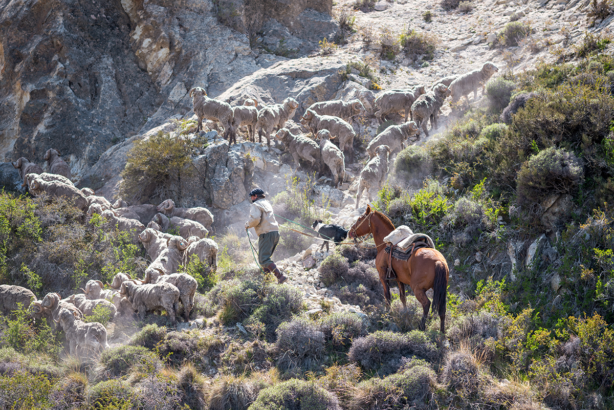 Un cavallo condotto su un sentiero roccioso, con una mandria di pecore