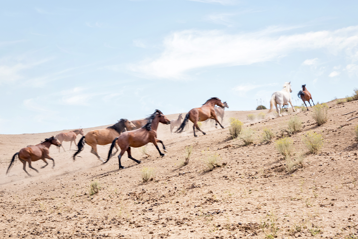 Cavalli che corrono nel deserto