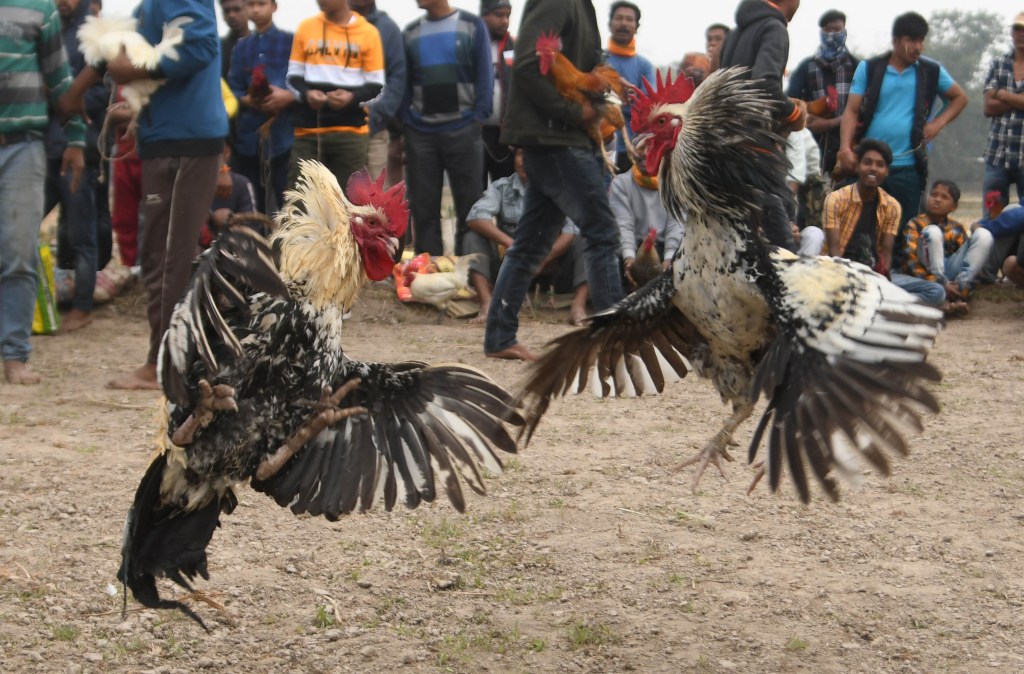 Dua ayam bertarung