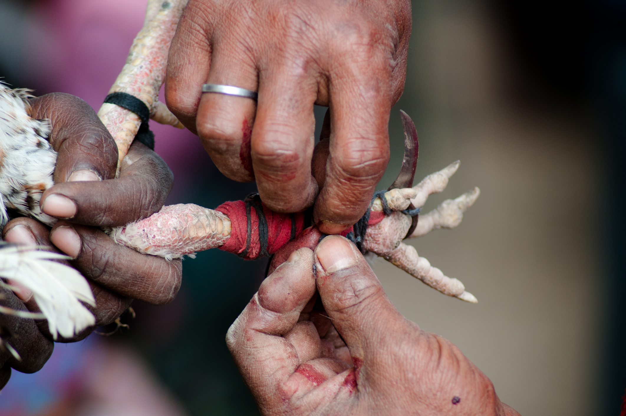 cockfighting india death